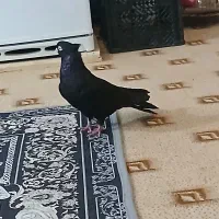 پرنده|پرنده|ارم, |دیوار