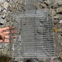 عروس هلندی ماده به همراه قفس|پرنده|نهاوند, |دیوار