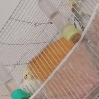 عروس هلندی دستی|پرنده|مشهد, محمدآباد|دیوار