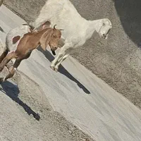 بز پاکستانی دوقلوزا
