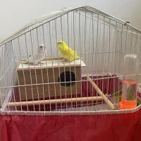 فروش مرغ عشق هلندی مولد