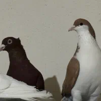 کفتر سرخ ماده کبوتر خوش رنگ زرد ماده