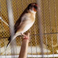 ماده سهره مست
