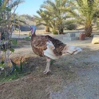 بوقلمون|حیوانات مزرعه|میناب, |دیوار