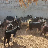 ۳۶بز ۵۰کهره|حیوانات مزرعه|آبپخش, |دیوار