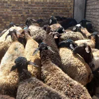 گوسفندزنده|حیوانات مزرعه|قزوین, |دیوار