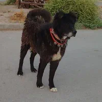 سگ قدریجونی