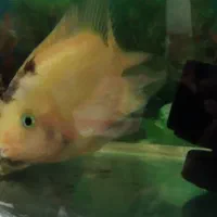 ماهی|ماهی|ری, علایین|دیوار