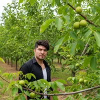 نهال گردو فرنور پربار و مقاوم