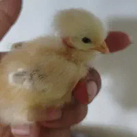 فروش جوجه محلی وگردن لختی