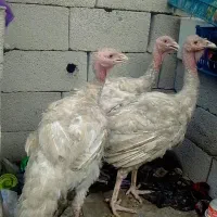 بوقلمون ومرغ خروس