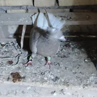 کوهی دمسفید کرم|پرنده|کرخه, |دیوار