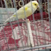 قناری ماده سوپر