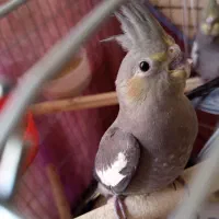 چهار عدد جوجه عروس هلندی|پرنده|کرج, شهرک امام رضا (ع)|دیوار