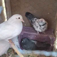 فروش تعدادی کفتر|پرنده|محلات, |دیوار