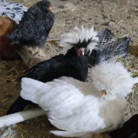 جوجه دو ماهه لهستانی پولند سلطان