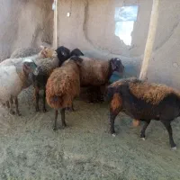 9راس میش داشتی گله گرد وآبستن سنگین