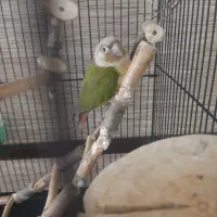 گیرنچیک بازیگوش به همراه قفص