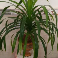 ۴عددگل طبیعی باگلدان
