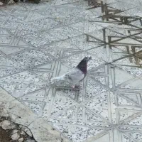 کبوتر|پرنده|آبدانان, |دیوار