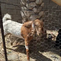 دوعددبز نجدی وزن سنگین|حیوانات مزرعه|بندر ماهشهر, |دیوار