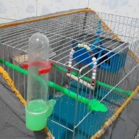 قفس پرنده