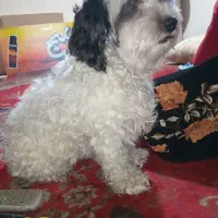 سگ شیتزو|سگ|کرمان, |دیوار