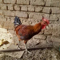 خروس گلین لری اصل قلم سبز wip|حیوانات مزرعه|قم, بلوار امین و ساحلی|دیوار