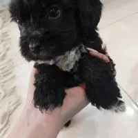 توله های پامر تریر