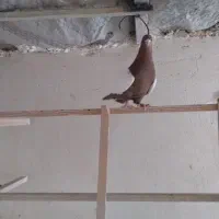 کفتر پرشی و یاهو|پرنده|قم, دورشهر|دیوار