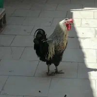 فروش خروس جوان