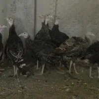 جوجه بوقلمون برنز