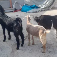 چهار عدد بزغاله عراقی