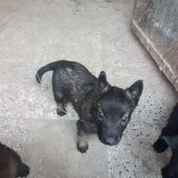 توله سگ مالینویز|سگ|پاکدشت, پاکدشت (مامازند)|دیوار