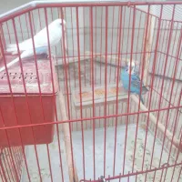مرغ عشق معاوضه با جوجه عروس هلندی