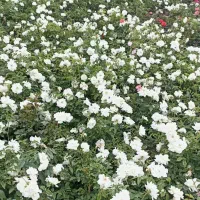 نسترن سفید و رز حنایی|گل و گیاه طبیعی|تهران, افسریه جنوبی|دیوار