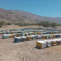 زنبور دارم  مشارکت نیم سود