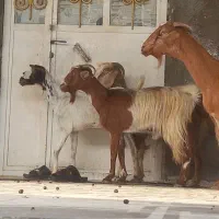 8تا بز تالی و محلی مخصوص داشت کشتن چاق چله|حیوانات مزرعه|بندرعباس, |دیوار