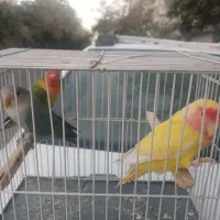 کوتوله برزیلی
