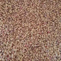 گندم پیشگام|خدمات باغبانی و درختکاری|ایوان, |دیوار