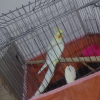 عروس هلندی لوتین نر