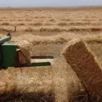 فروش کلش گندم