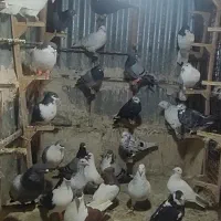 کفتر پرشی بوم