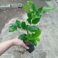 یاس هلندی نایلکس ریشه پرس، کامیس زعفرانی