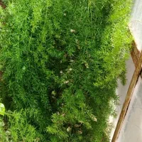 گل های زیبای داخل خانه