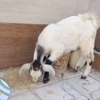 کهره بره