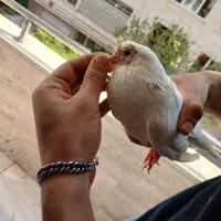 کبوتر|پرنده|مشکین‌دشت, |دیوار