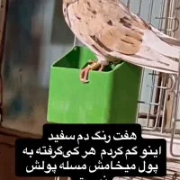 هفت رنگ دم سفید