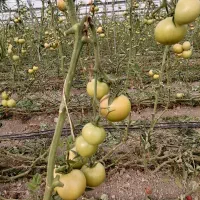 گوجه خام مناسب برای ترشی