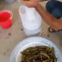 خیارشور|خدمات باغبانی و درختکاری|خسروشاه, |دیوار